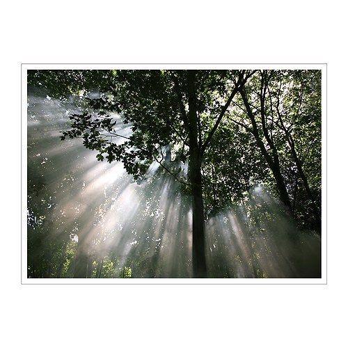 Oversized large wall art   Sun through Forrest Trees  